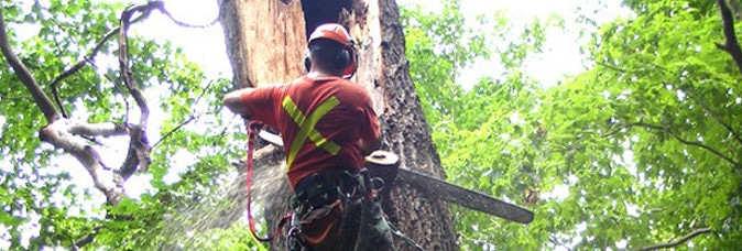 Tree Service Greenwich  Tree Services